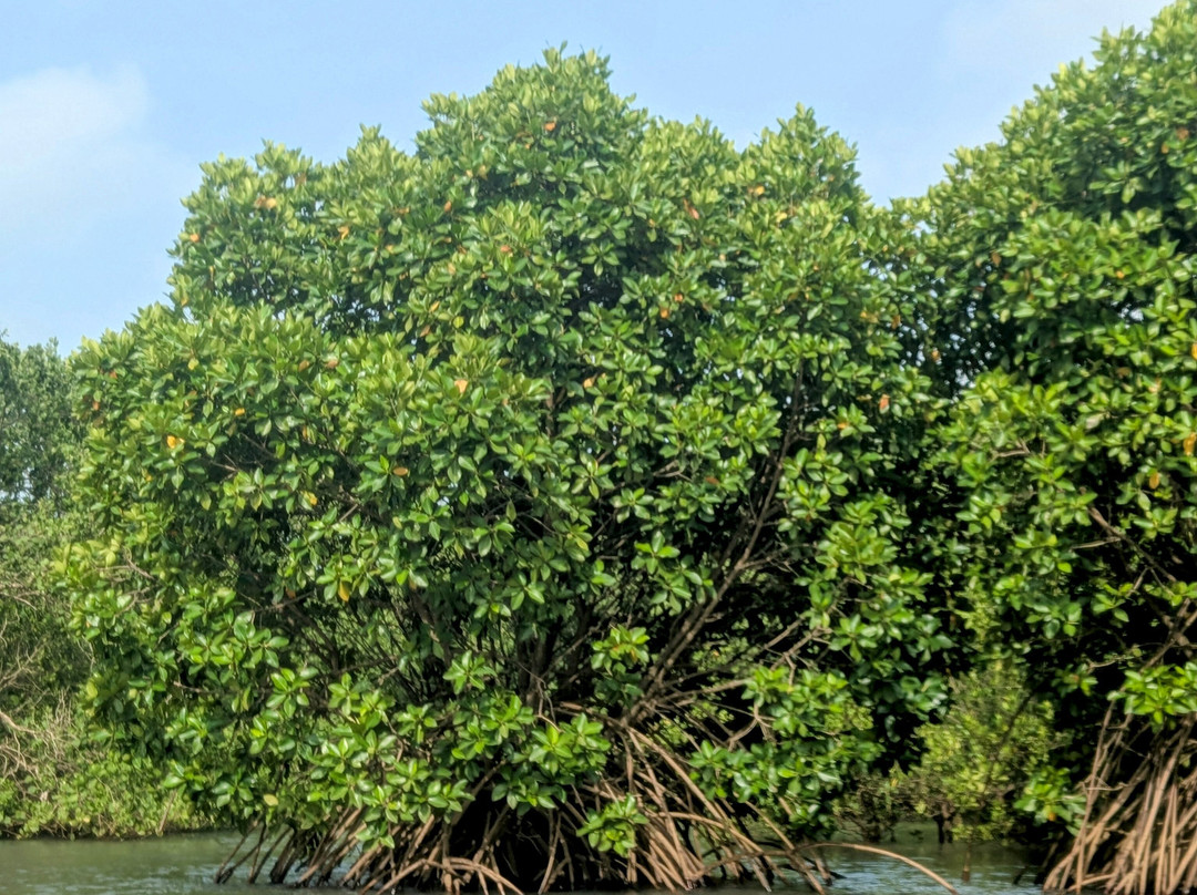 Svs Chapora Cruise Kayaking-Chopdem必去景点