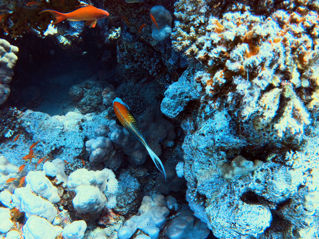 ORCA Dive Club Soma Bay-索马湾必去景点