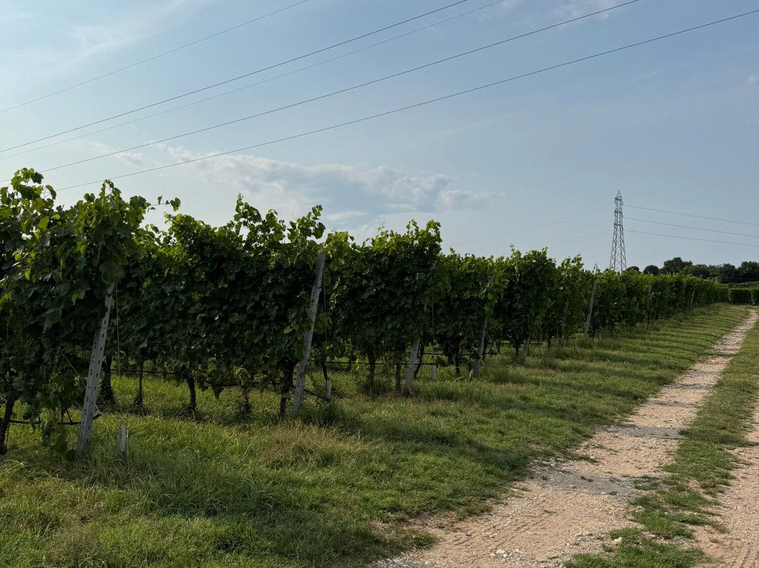 Antico Gelso-Pozzolengo必去景点