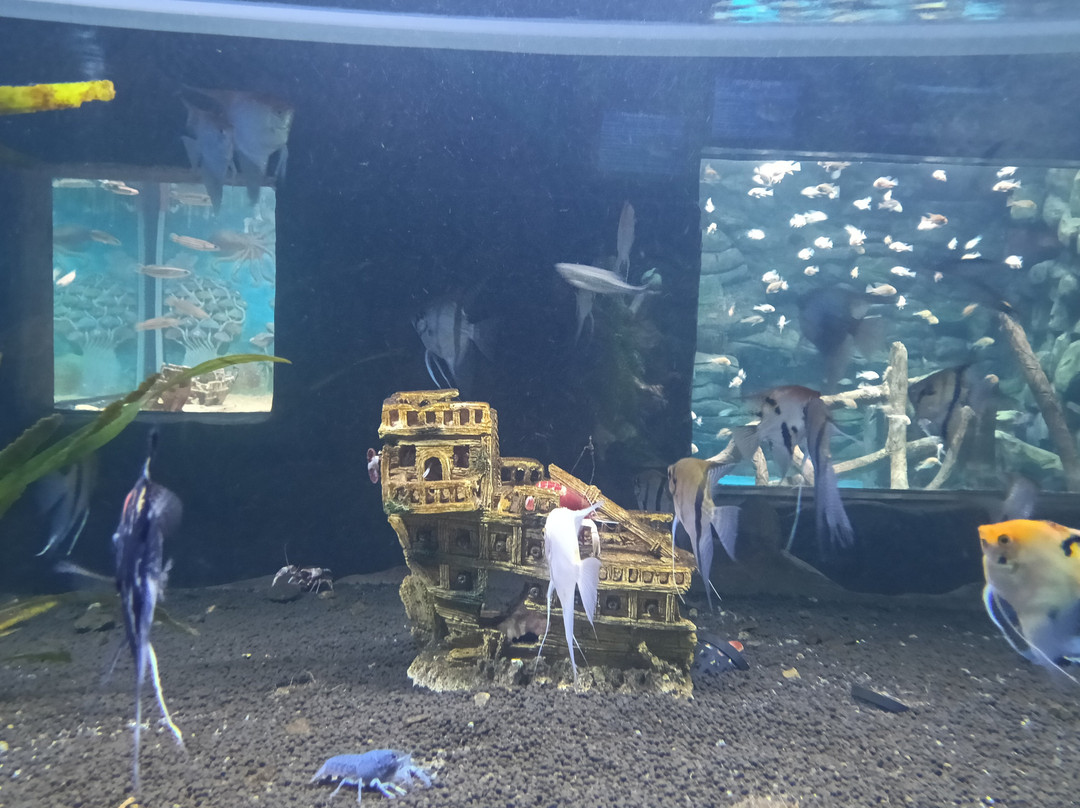 Aquarium Paradise-班加罗尔必去景点