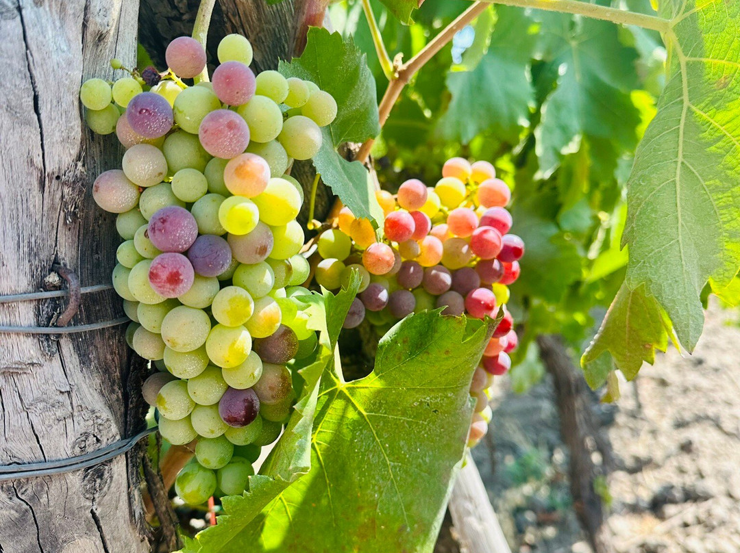 Planeta Sciaranuova Etna-Castiglione di Sicilia必去景点