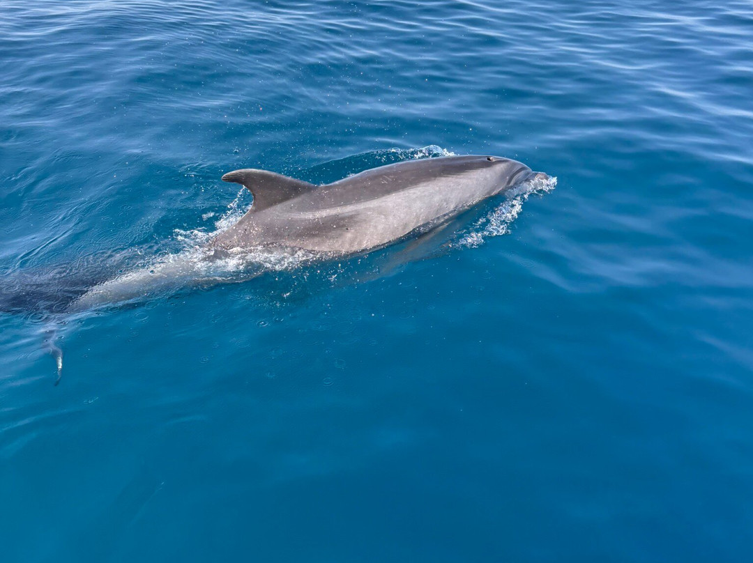 Catamaran Zostera-维雷斯马拉加必去景点