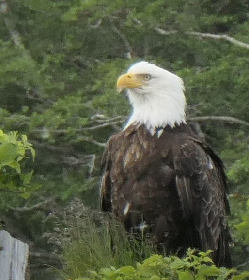Vancouver Island Photo Tours-Port McNeill必去景点