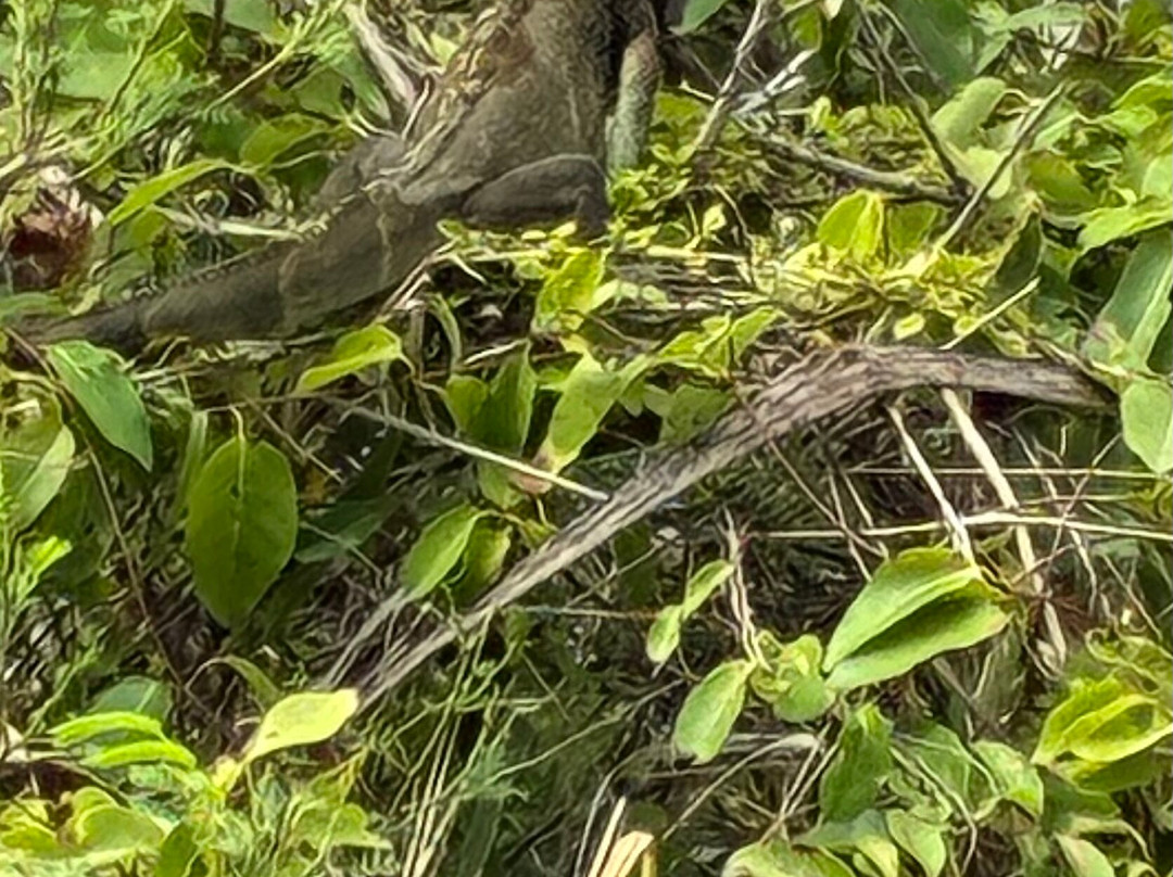 Villa Margarita主图