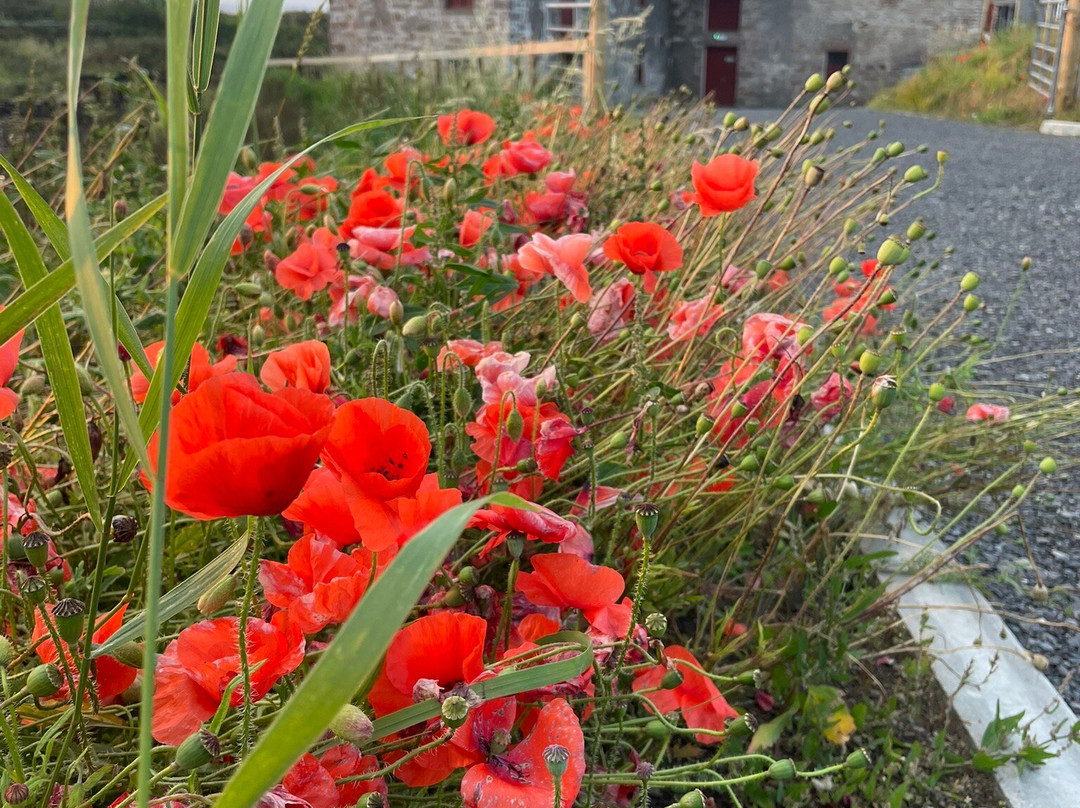 John O'Groats Mill-John O'Groats必去景点