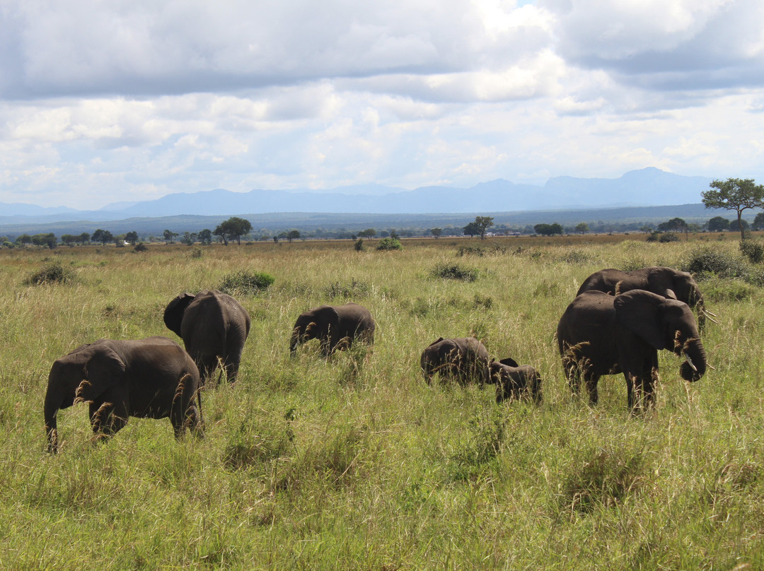 Kelvin Safaris-Mikumi必去景点