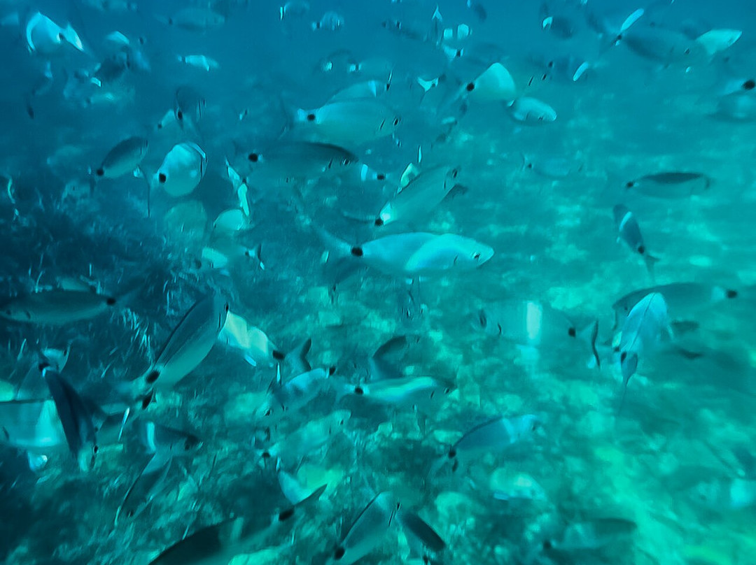 San Stefano Boats-Agios Stefanos必去景点