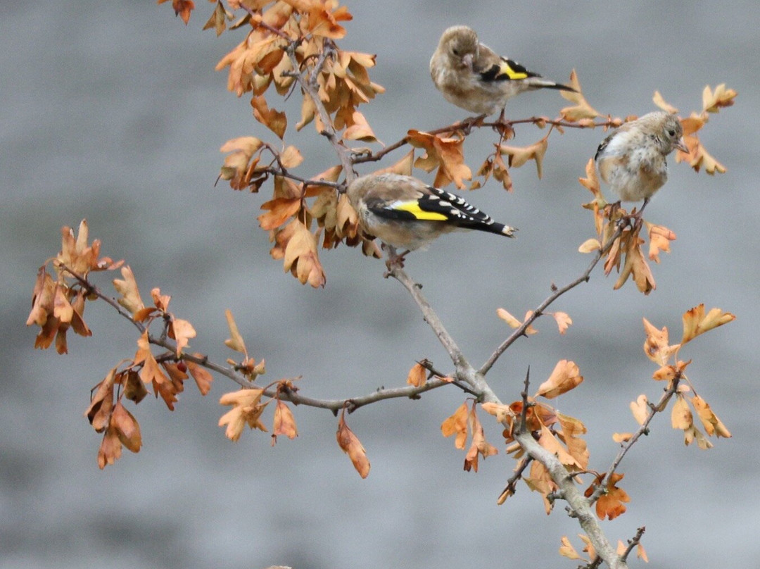RSBP Dearne Valley - Old Moor-Wombwell必去景点