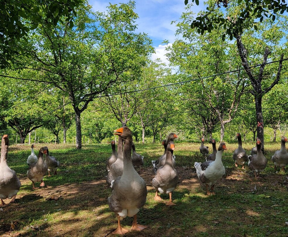 La Ferme de Turnac-Domme必去景点