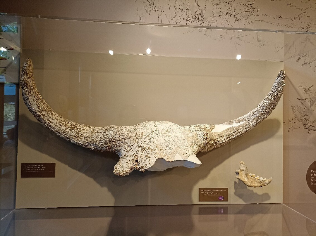 Aven Grotte Forestière-Orgnac-l'Aven必去景点