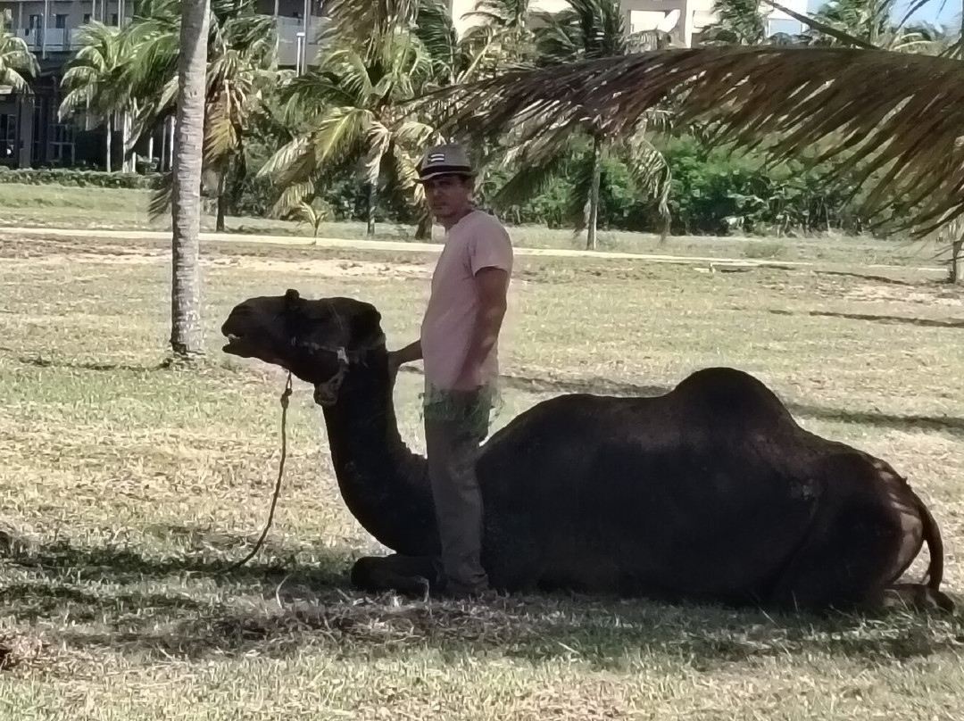 Delfinario-巴拉德罗必去景点