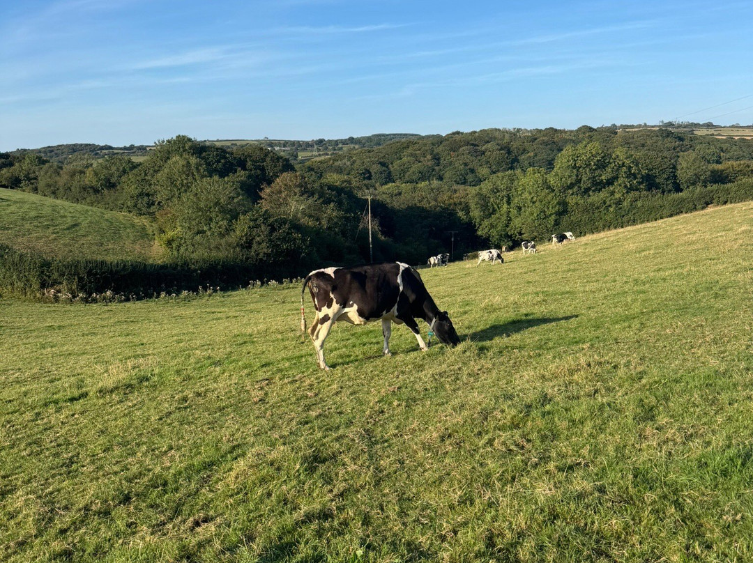 Luxulyan Valley to Prideaux Circular Walk-St Blazey必去景点