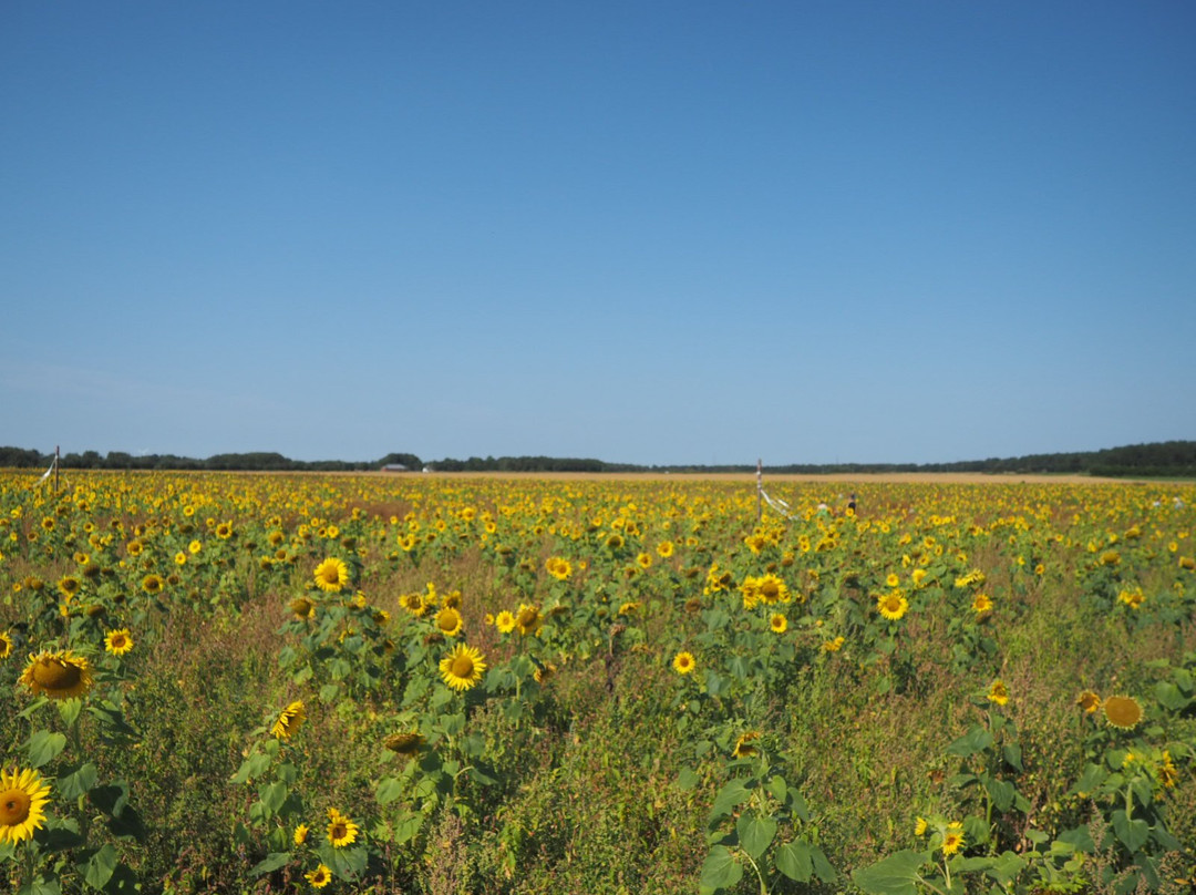 Inglenook Farm-圣海伦斯必去景点