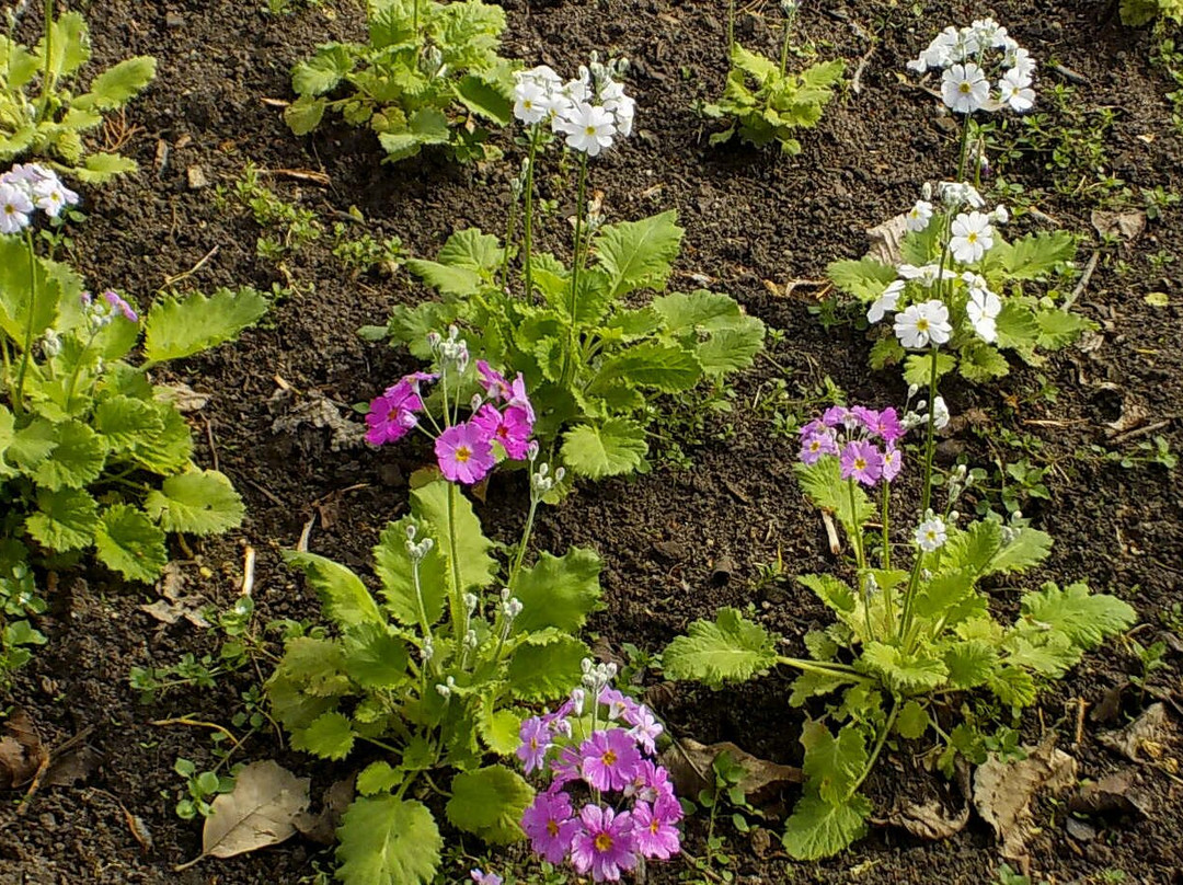 Central Park-Malvern East必去景点