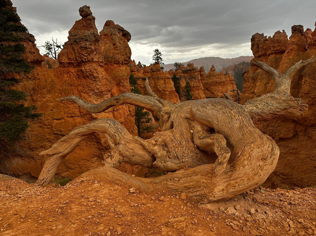 Bryce Amphitheatre-布莱斯峡谷国家公园必去景点