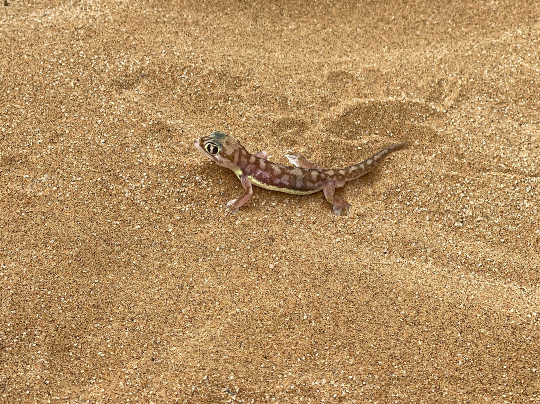 Living Desert Adventures Discover the Little 5-斯瓦科普蒙德必去景点