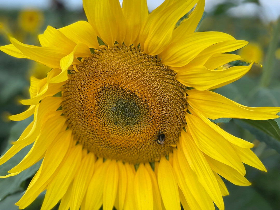 Dorset Sunflower Trail-多切斯特必去景点