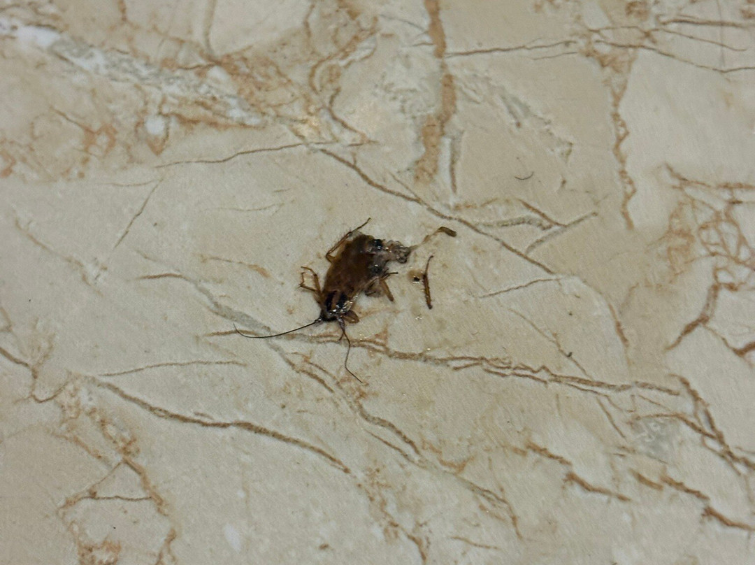 Lavencos Hotel主图