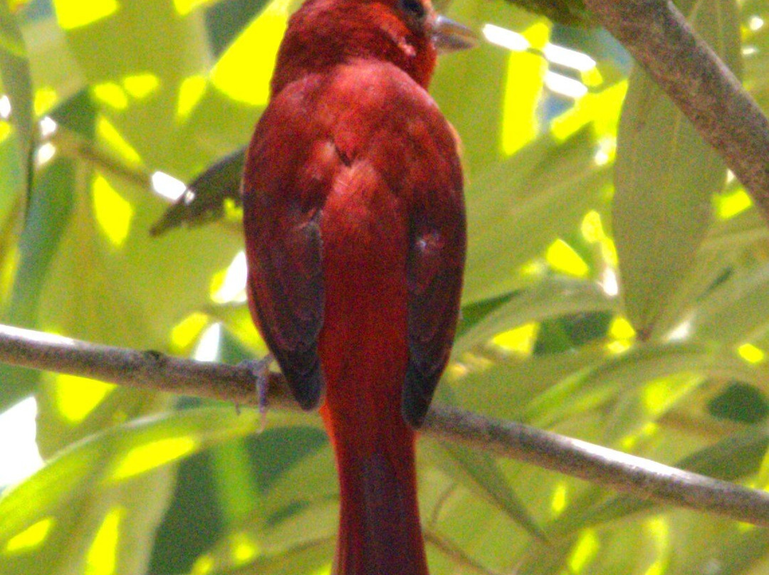 St Costa Rica-Gulf of Papagayo必去景点