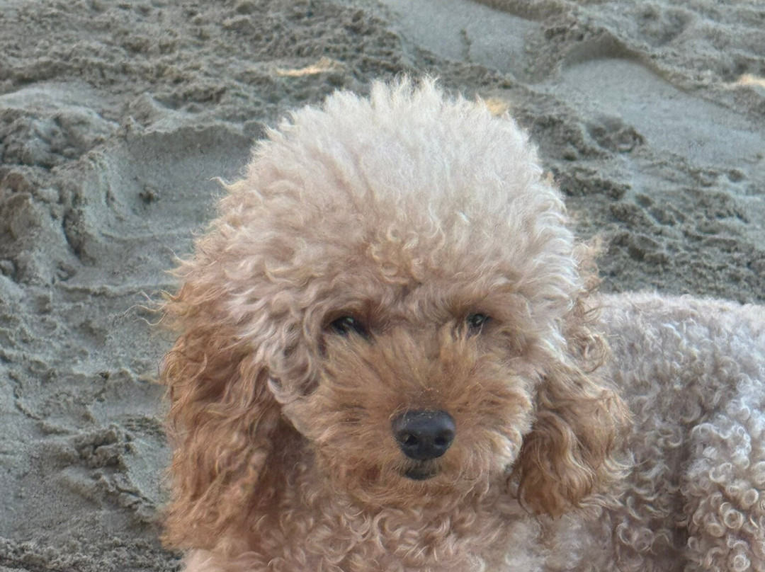 Lido Sabbia D'Oro - Bau Miao Beach-Francavilla Al Mare必去景点