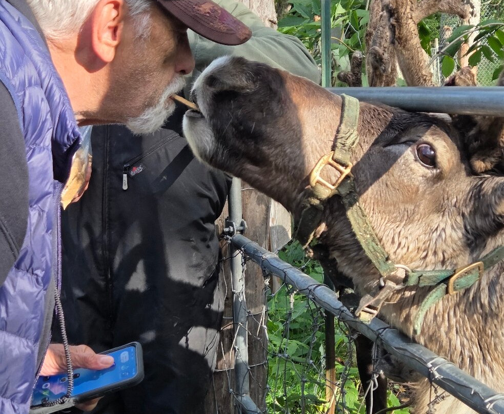 D & S Alaskan Trail Rides-塔尔基特纳必去景点