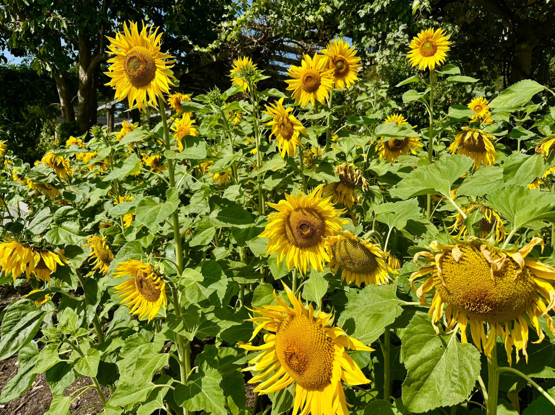 West Dean Gardens-奇切斯特必去景点