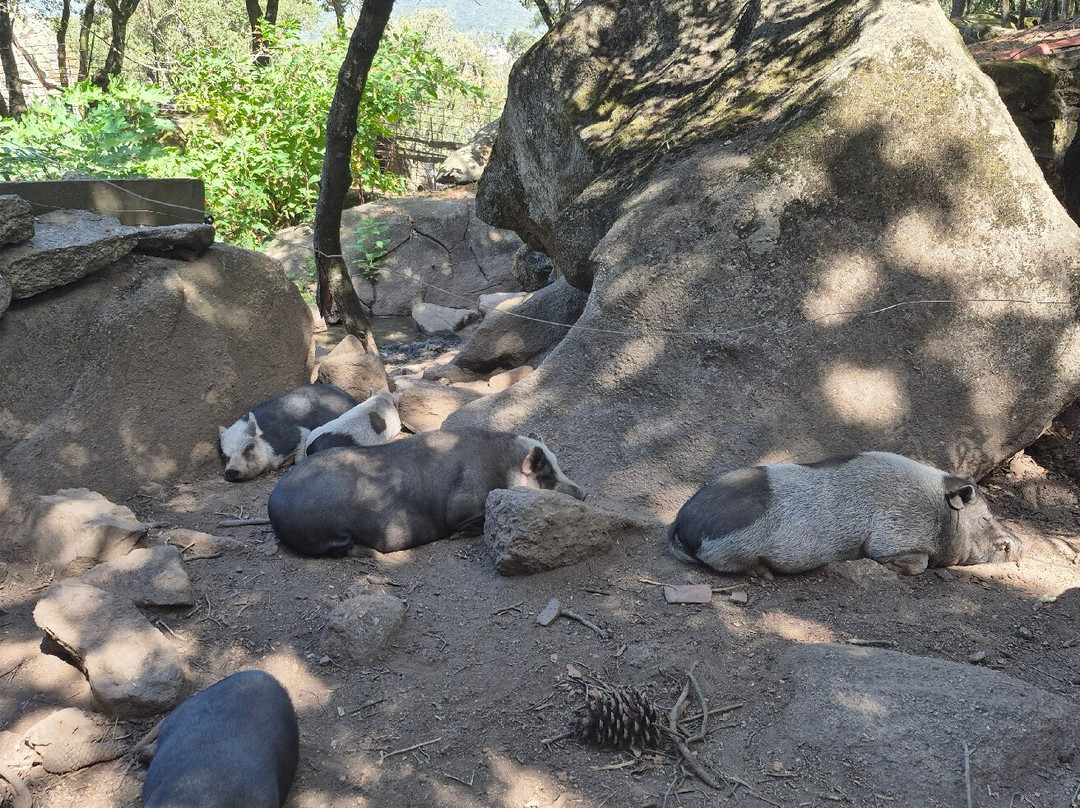 Parc Naturel D'Olva-Sartene必去景点