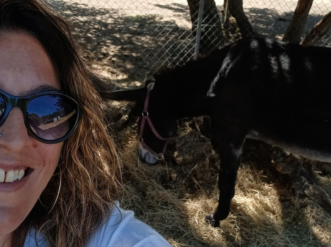 Corfu Donkey Rescue-Paleokastritsa必去景点