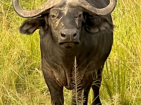 Econest Tim Tours & Safaris-坎帕拉必去景点