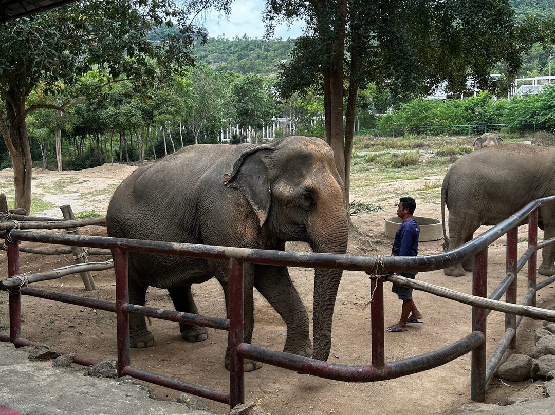 Samui Elephant Sanctuary-波普特必去景点