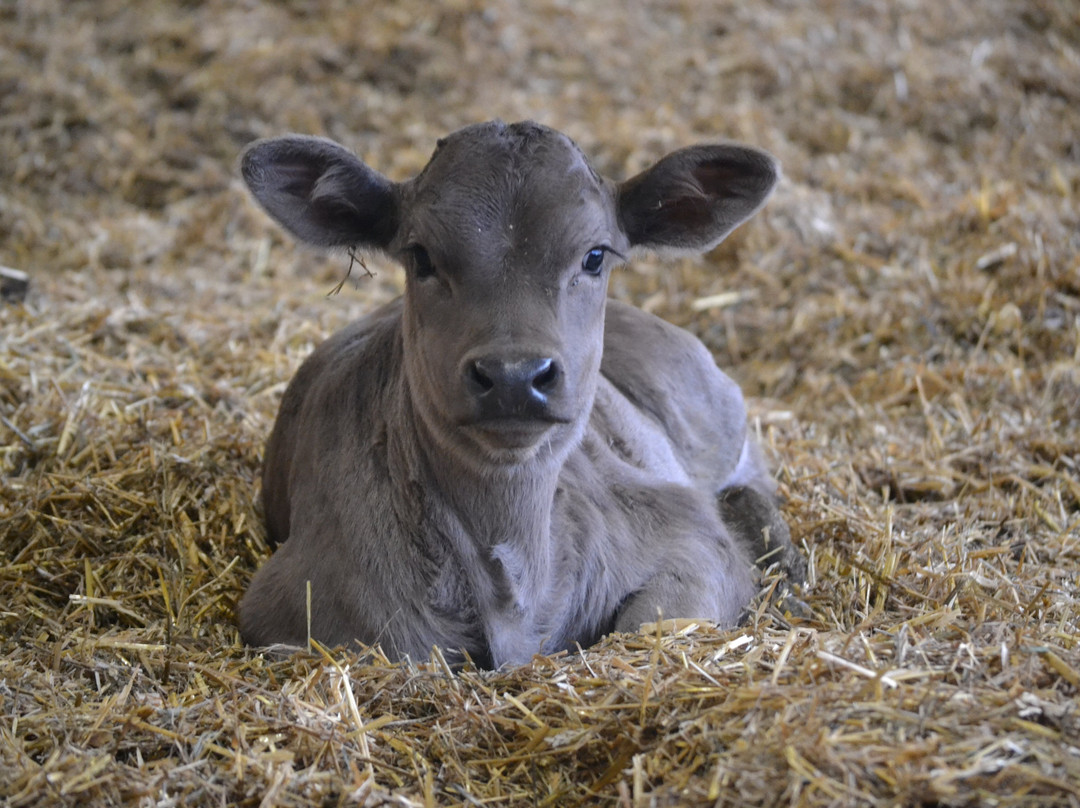 Fromagerie des Grondines-Deschambault-Grondines必去景点