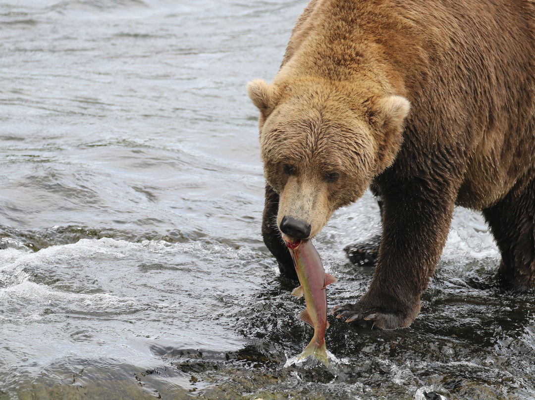 Brooks Falls-卡特迈国家公园及自然保护区必去景点
