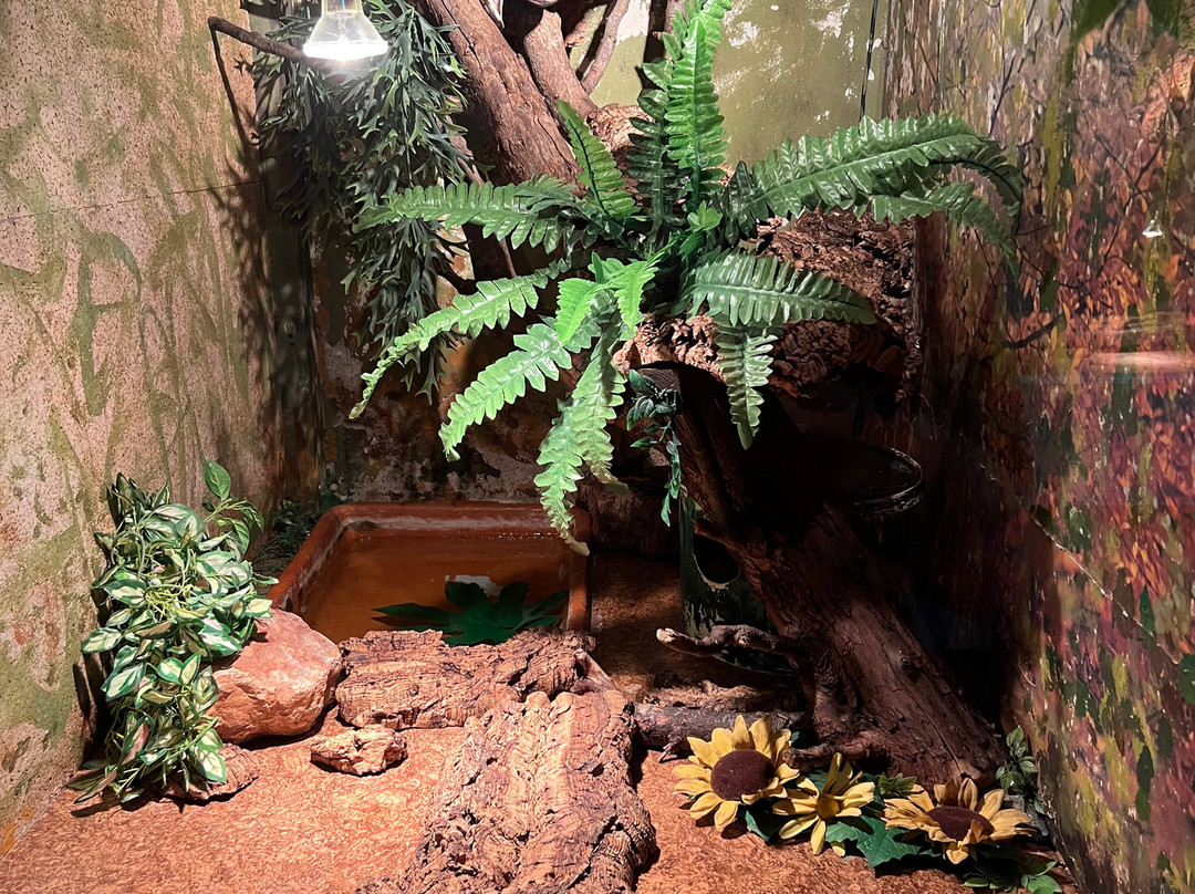 Iguana Reptile Zoo-Zeeland Province必去景点