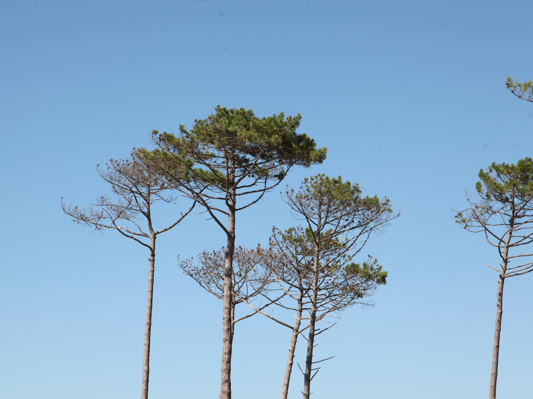 Plage de la Lagune-拉泰斯特德比克必去景点
