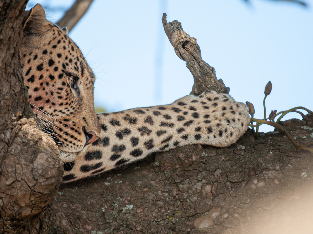 Altezza Travel-莫西必去景点