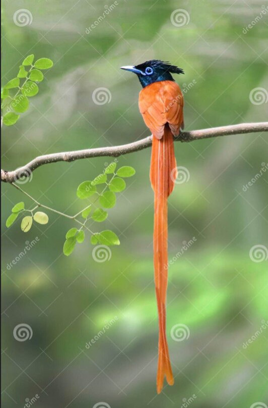 Megha Tour Sri Lanka-Dodampahala South必去景点