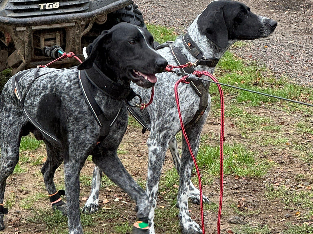 Arctic Quest Sled Dog Adventures-图克斯伯里必去景点