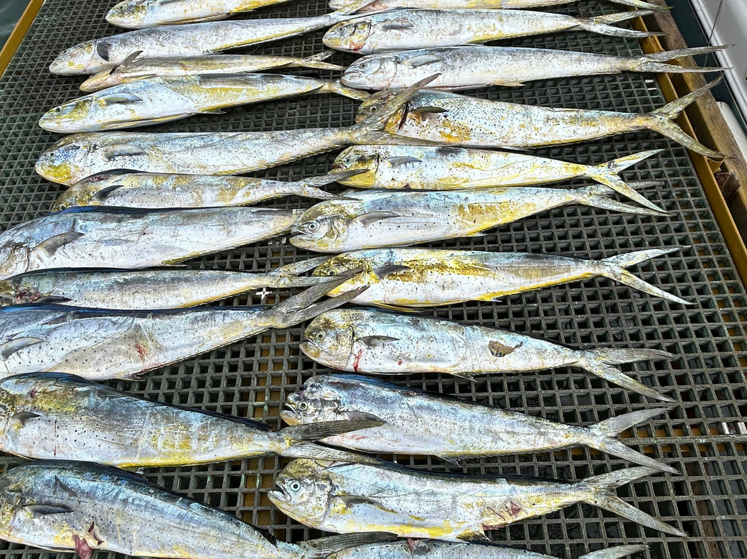 Fish Whisperer-黑河必去景点