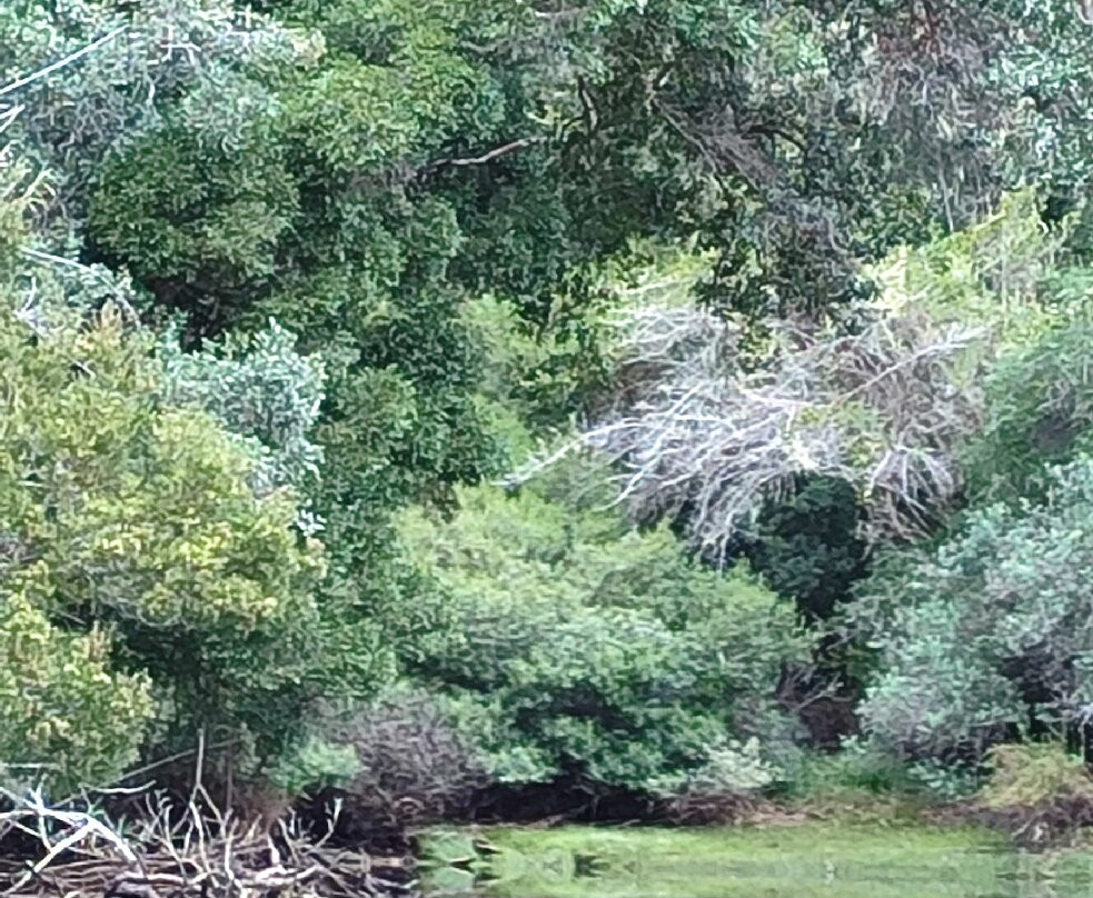 Keurbooms Ferries-Keurboomstrand必去景点
