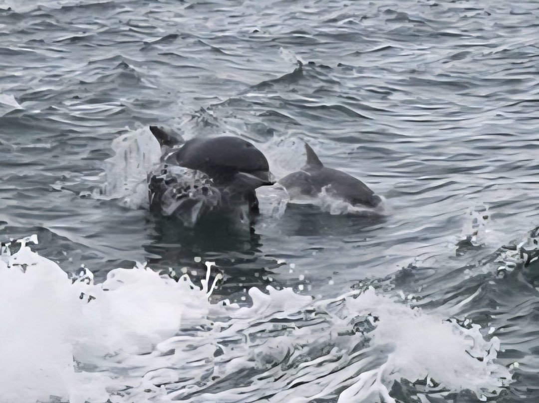 Islay Sea Adventures-Port Ellen必去景点