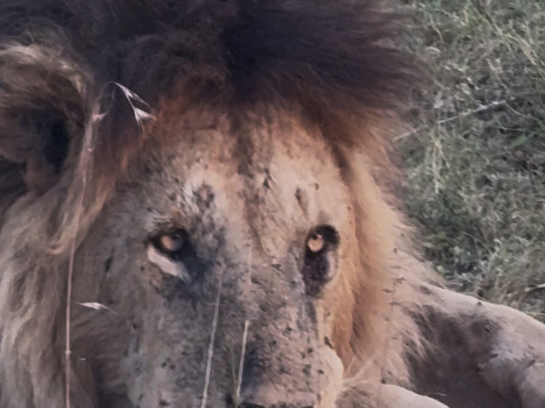 Steenbok Safaris and Car Hire-内罗毕必去景点