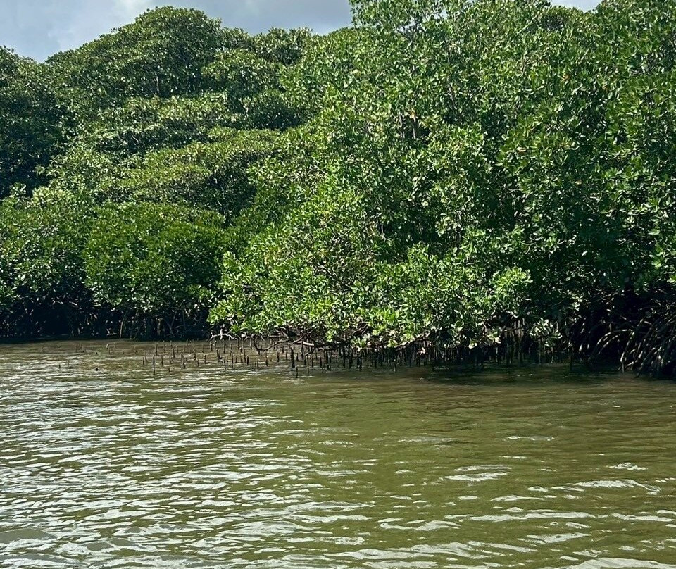 Nakama-river Protected Region-竹富町西表岛必去景点