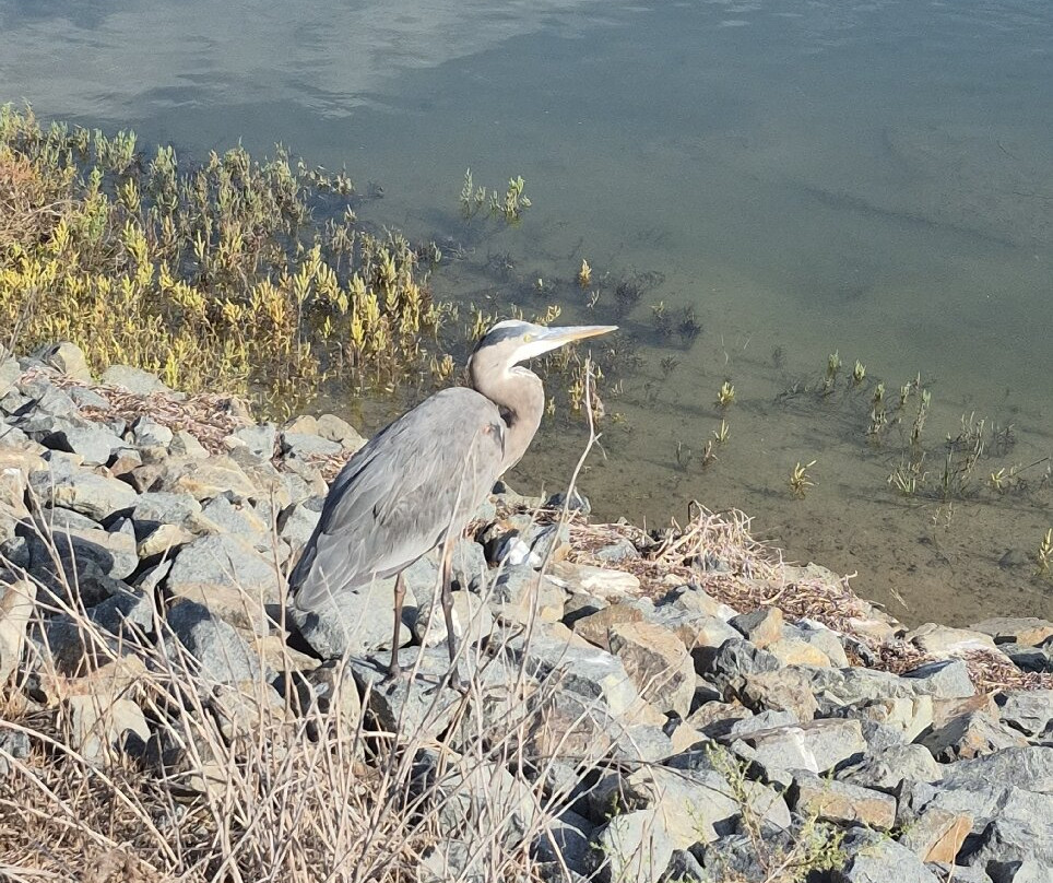 Bolsa Chica Ecological Reserve-亨廷顿海滩必去景点