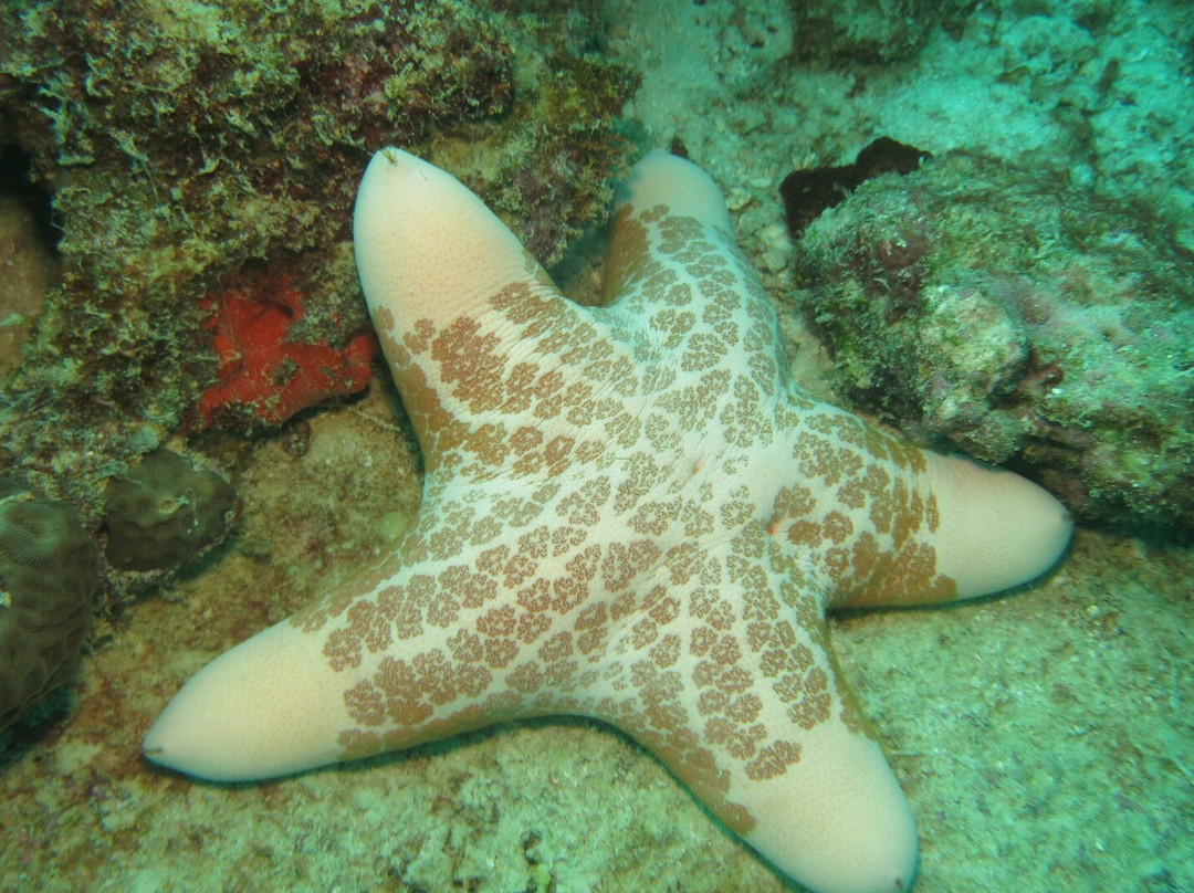 Blue Sea Divers-维多利亚必去景点