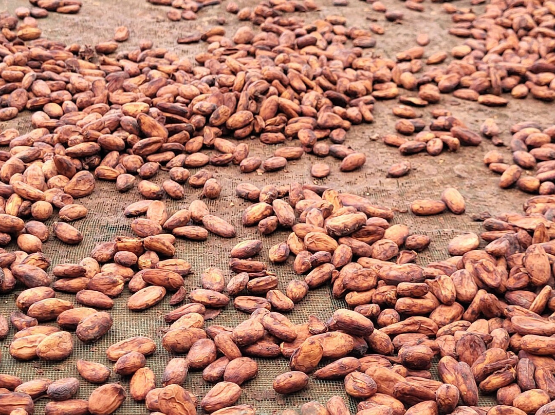 Finca Sura-Puerto Viejo de Sarapiqui必去景点