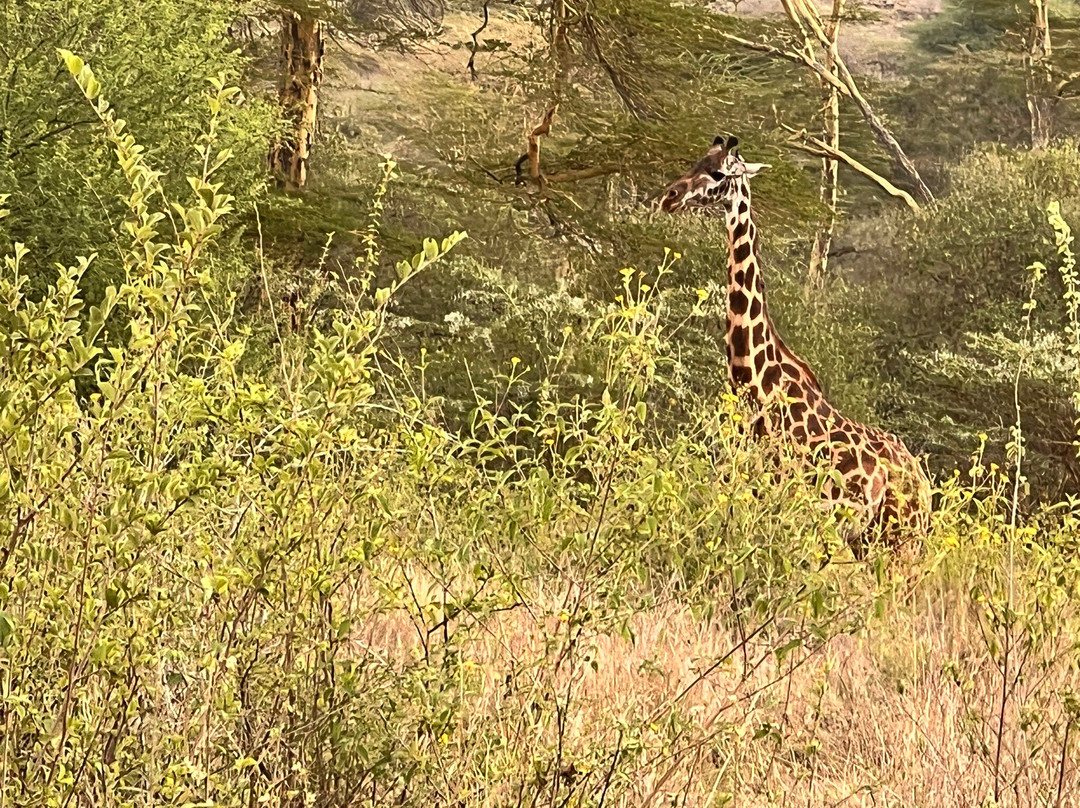 Trav-Interactive-内罗毕必去景点