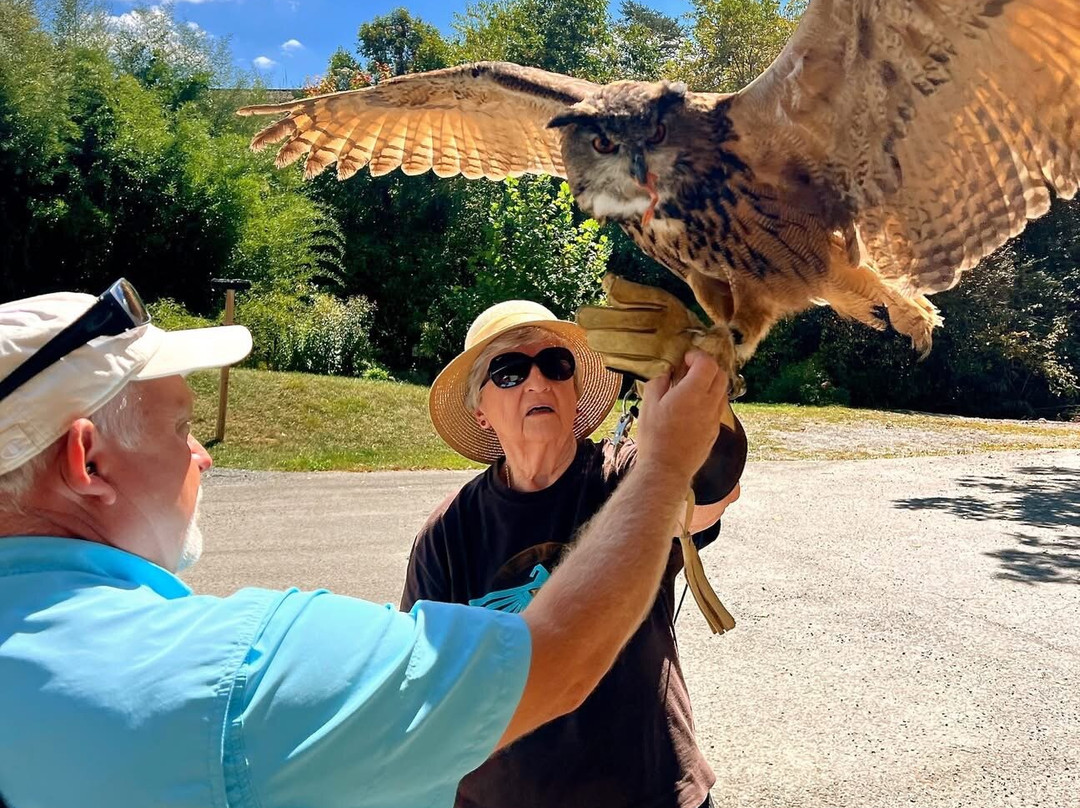 The Greenbrier Falconry-White Sulphur Springs必去景点