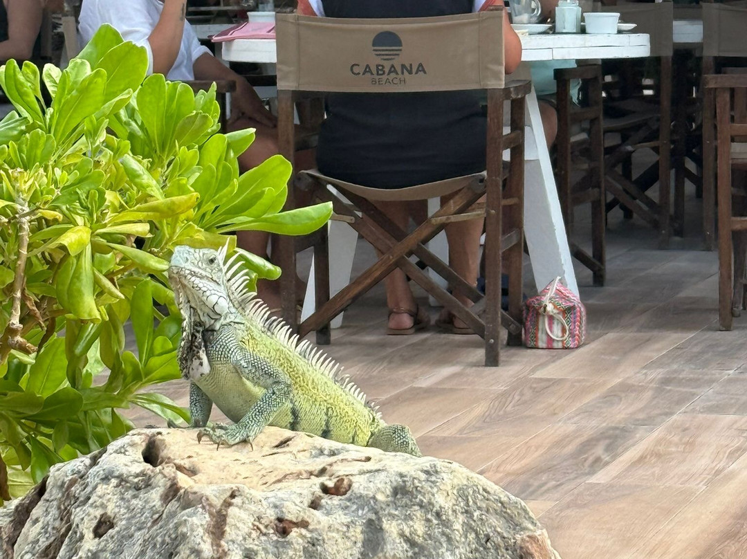 Cabana Beach-库拉索必去景点