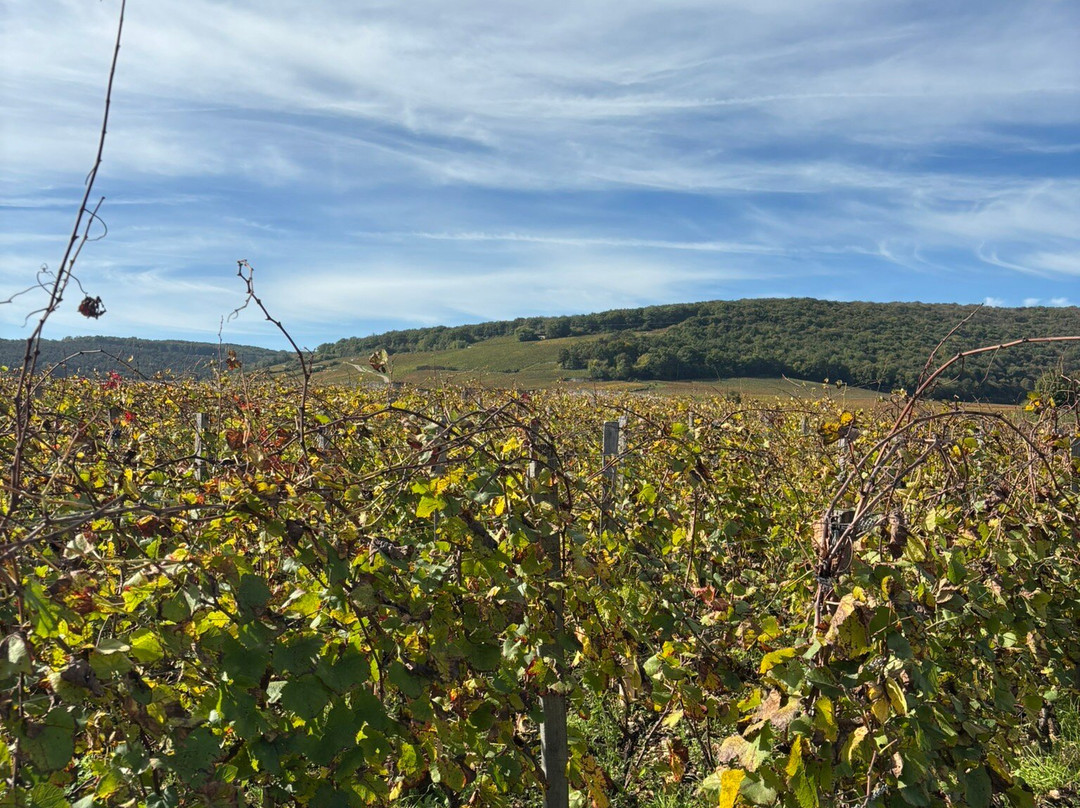 Domaine de la Romanee-Conti-Vosne-Romanee必去景点