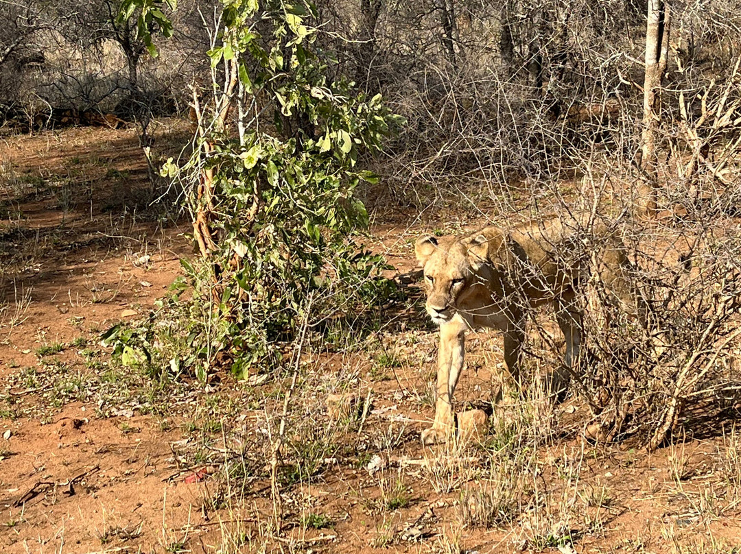 Discover Kruger Safaris-库马堤港必去景点